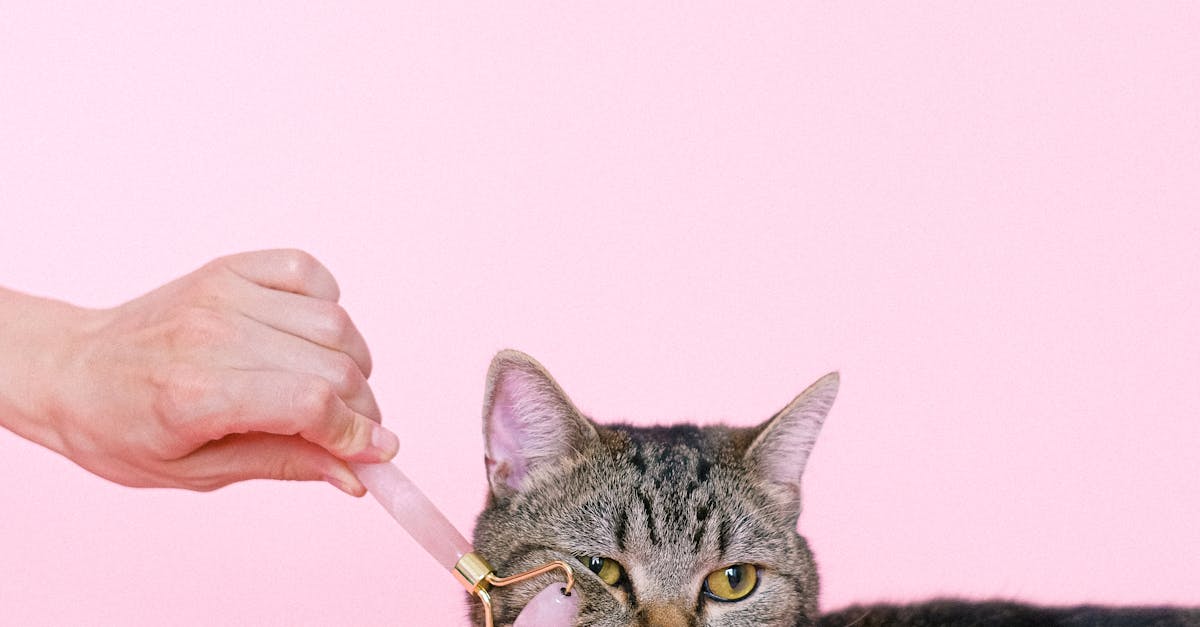 Review of the Top Couples Massage Locations in Winnipeg