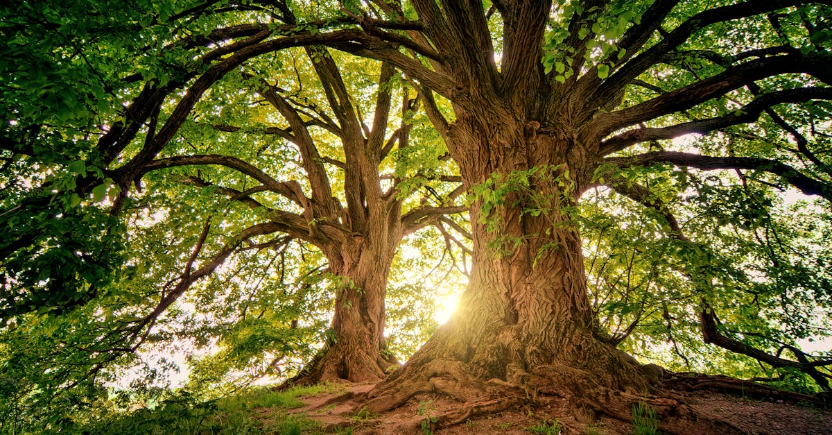 How can seniors get free tree removal in my area?