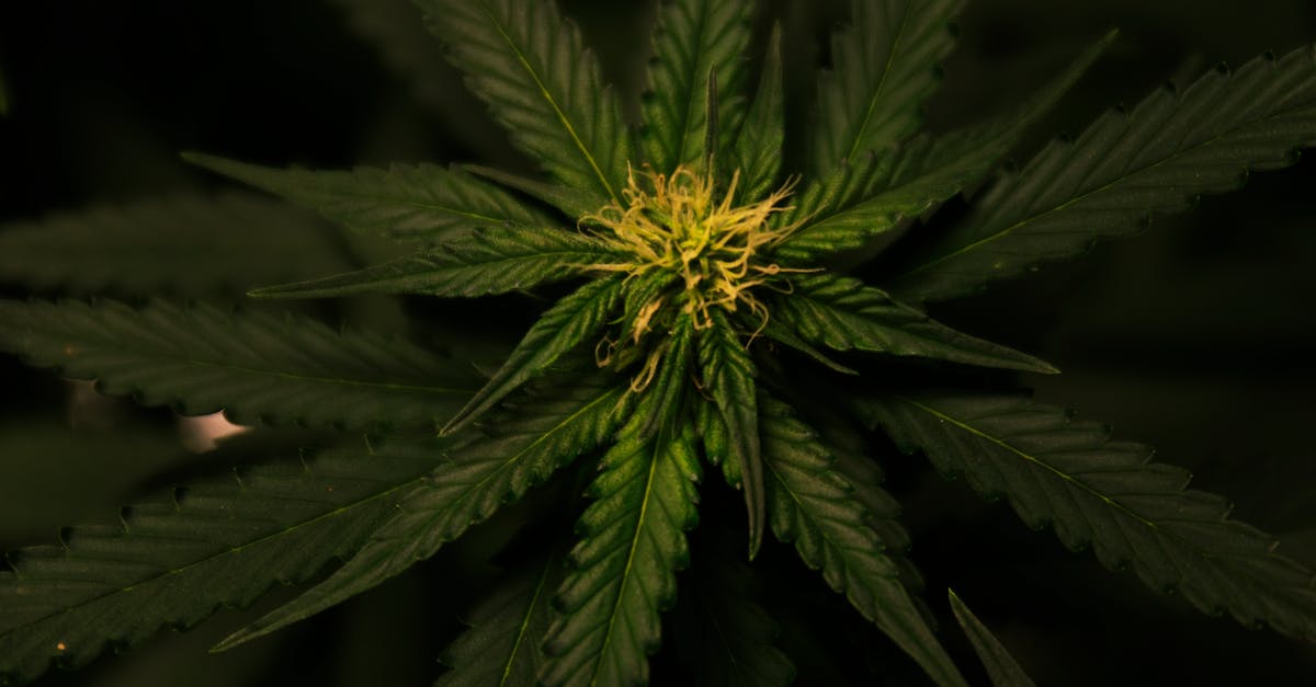 Which part of a cannabis plant is used for smoking?