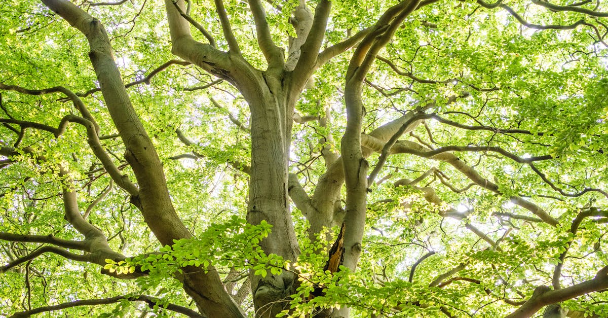 Do I need a permit to cut down a tree on my property in GA?