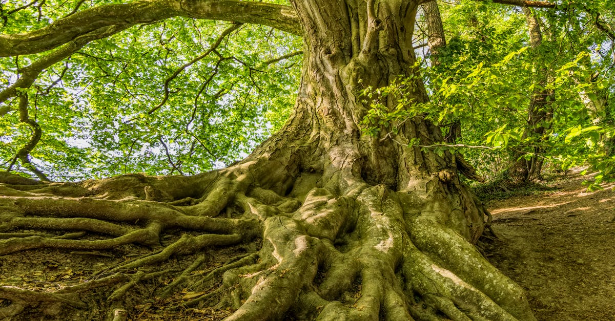 How much does it cost to cut down a tree near me?