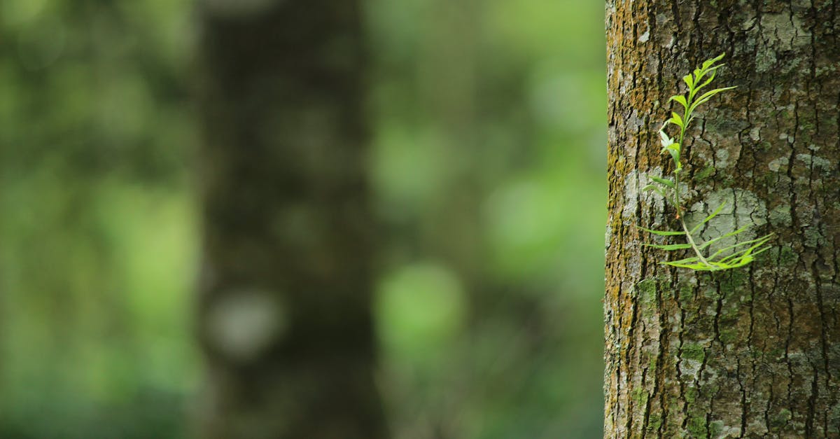 What month is best to trim trees?