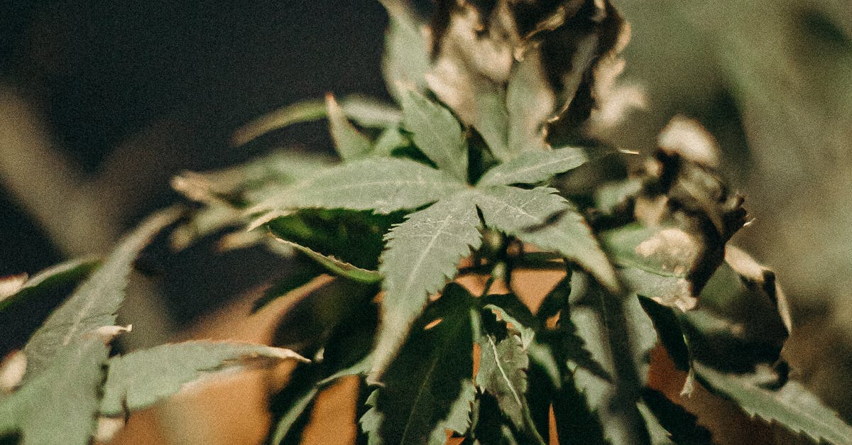 Essential Tools for Indoor Cannabis Cultivation