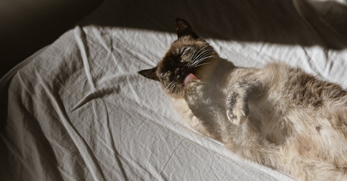 What does a move in cleaning consist of?