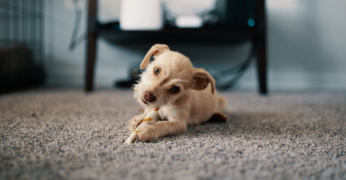 Is it better to shampoo or steam clean carpets?