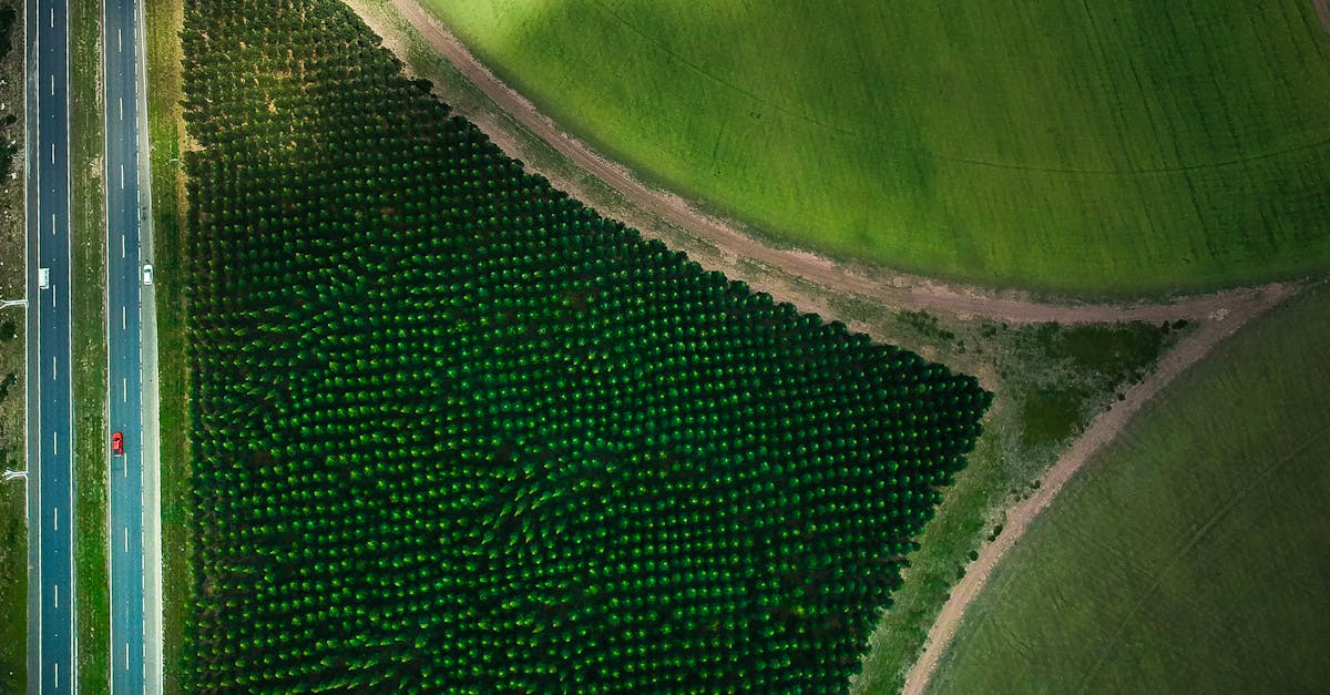 How much does tree trimming cost in Illinois?