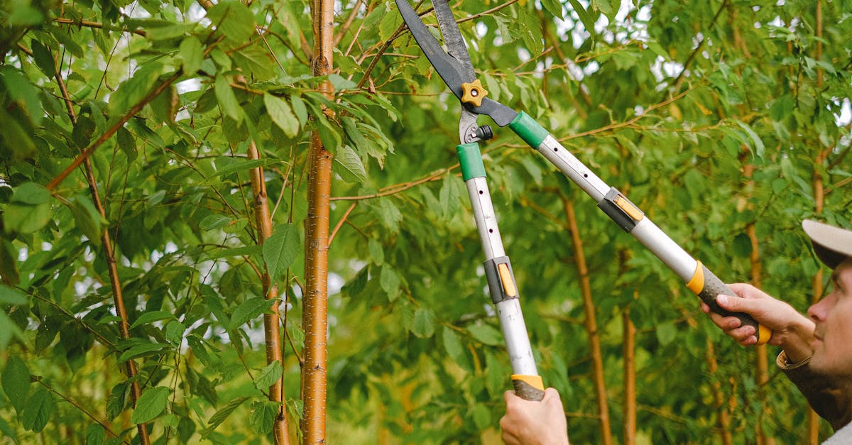 What is it called when you trim a tree?