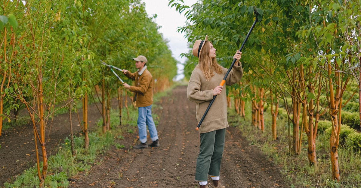 What is the difference between tree pruning and tree trimming?