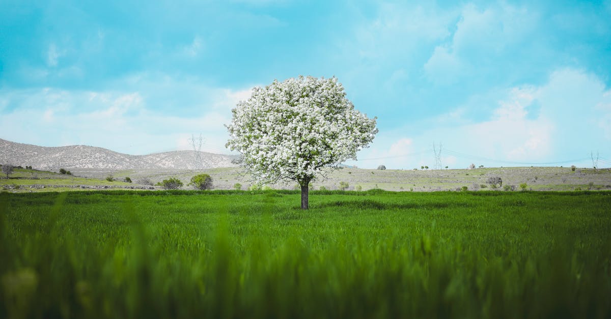 How much to cut a big tree in Melbourne?