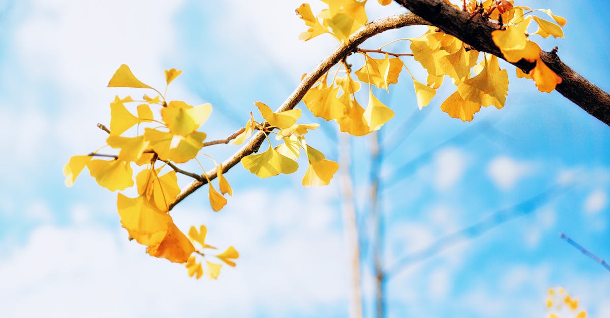 Tree Pruning and Trimming