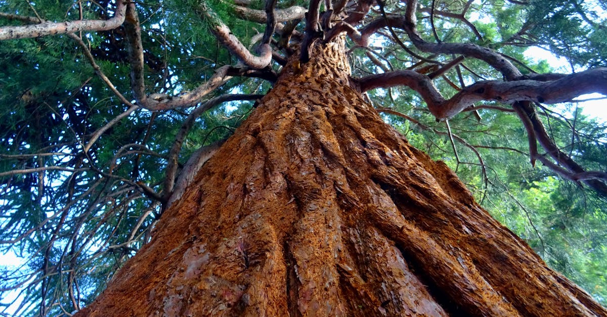 What months are best for tree trimming?