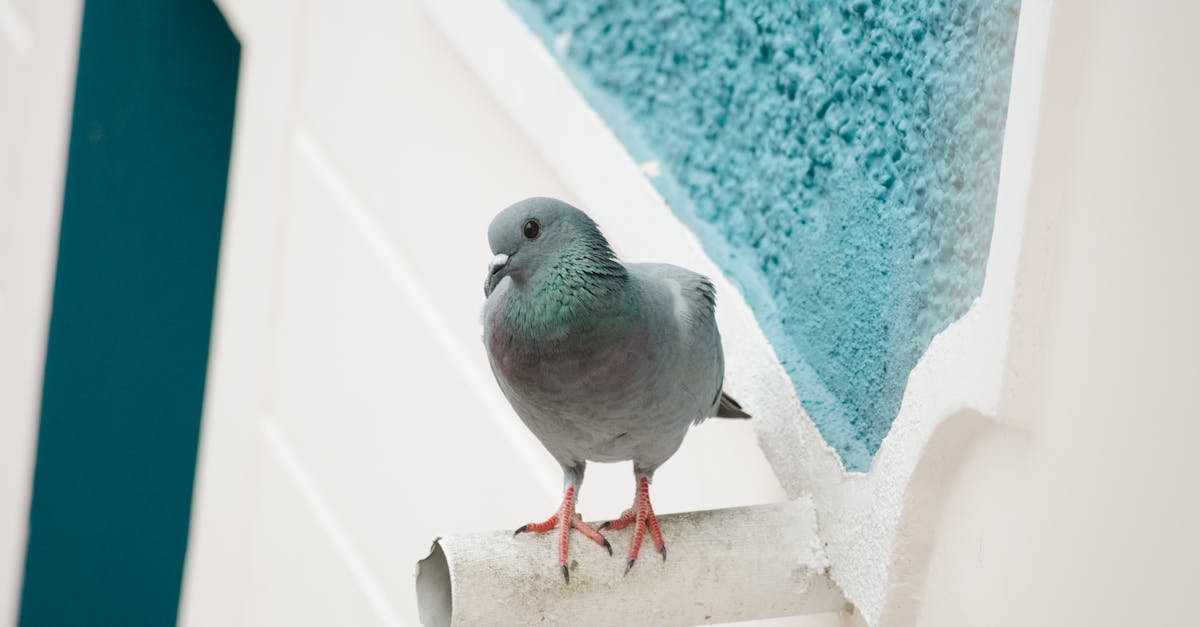 What is the best time to clean gutters?