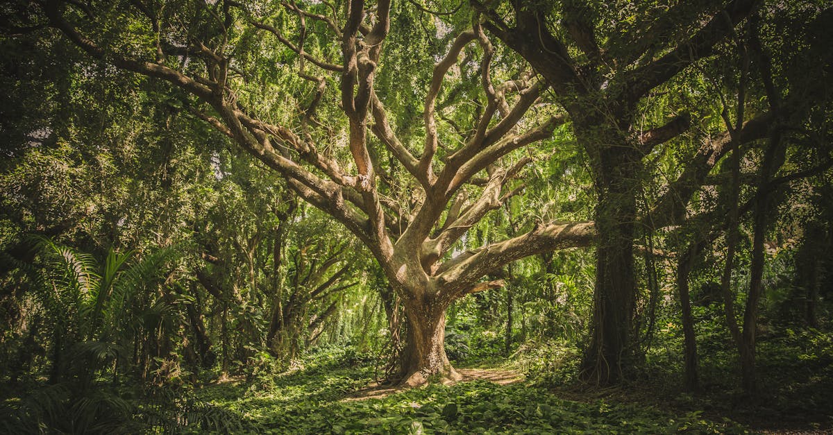 What month is best to trim trees?